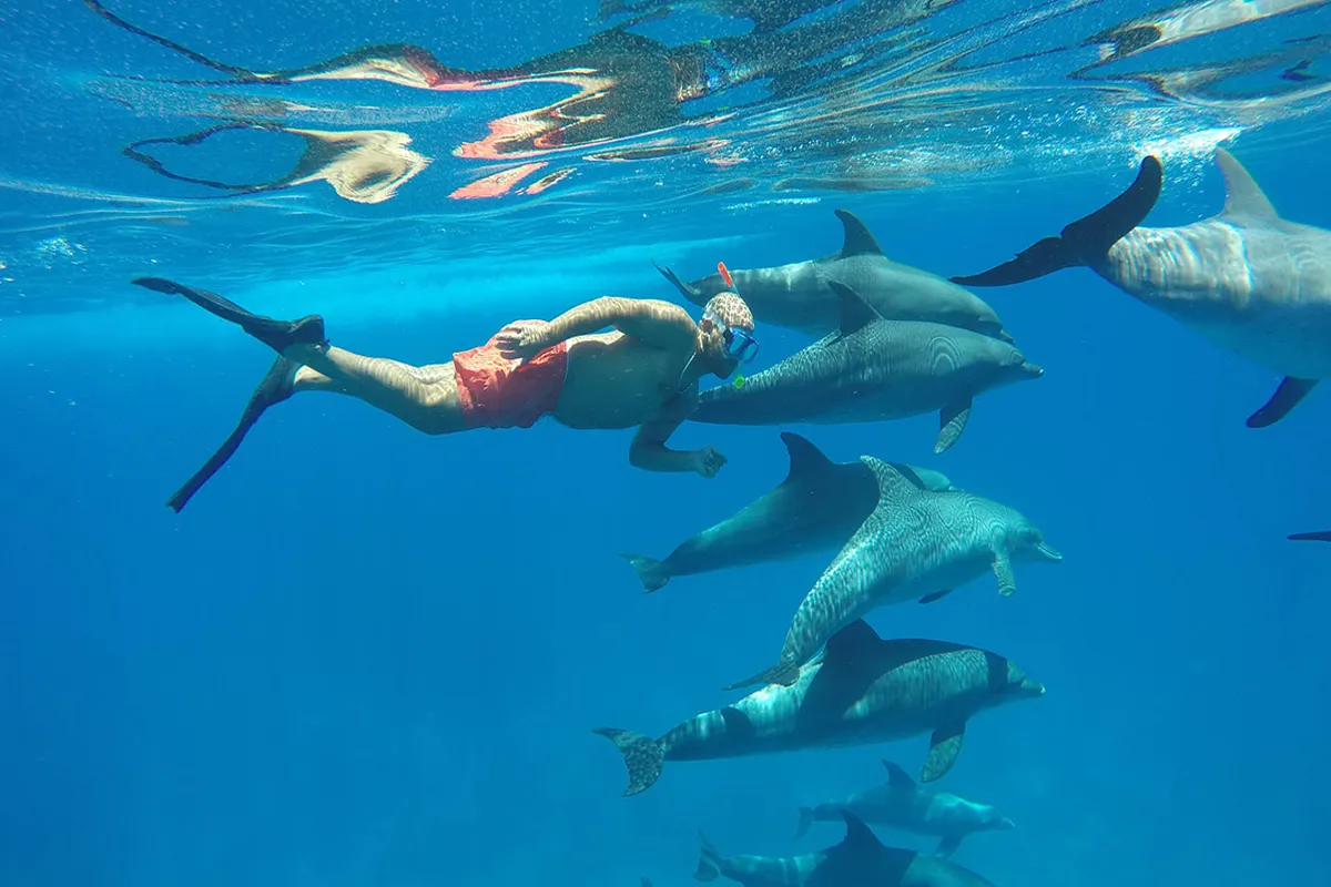 Dolphin House snorkeling with dolphins Hurghada