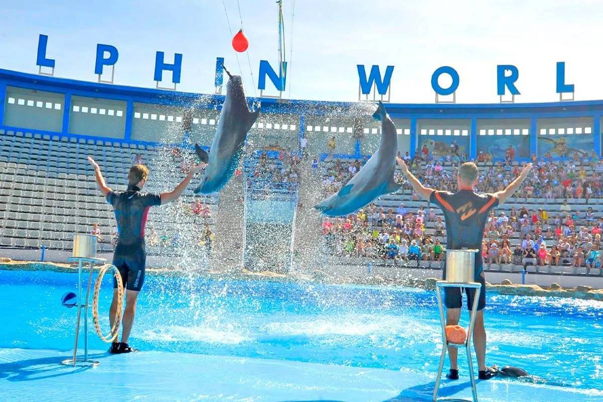 Watch dolphins perform – top things to do in Hurghada