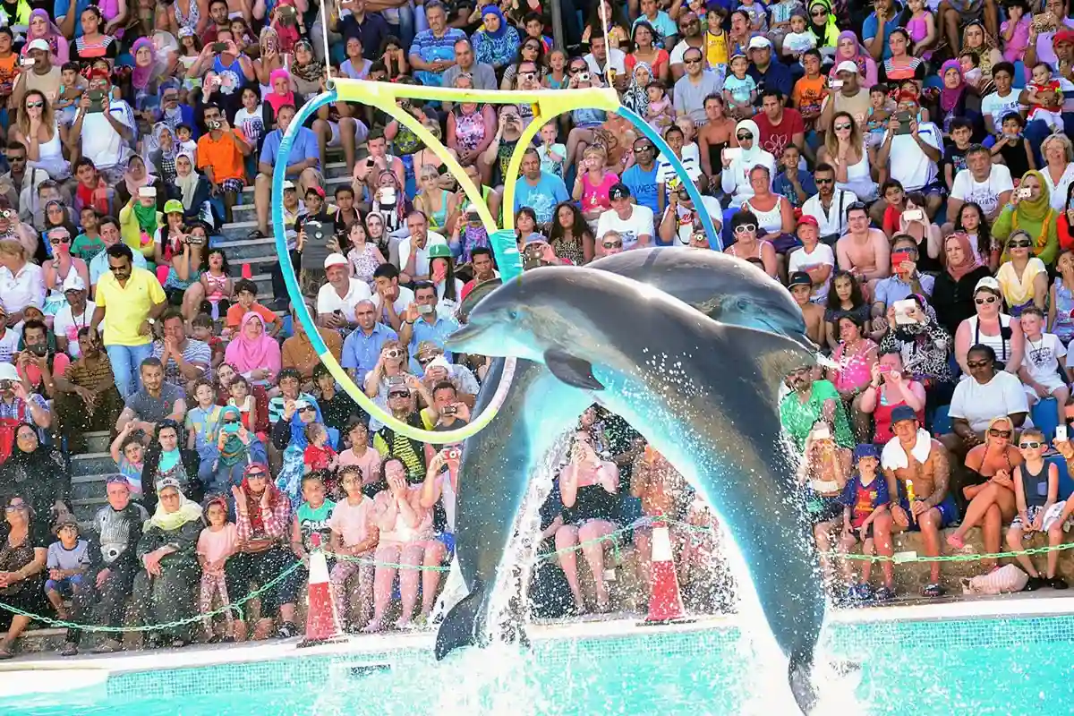 Dolphin show swimming experience Hurghada Egypt